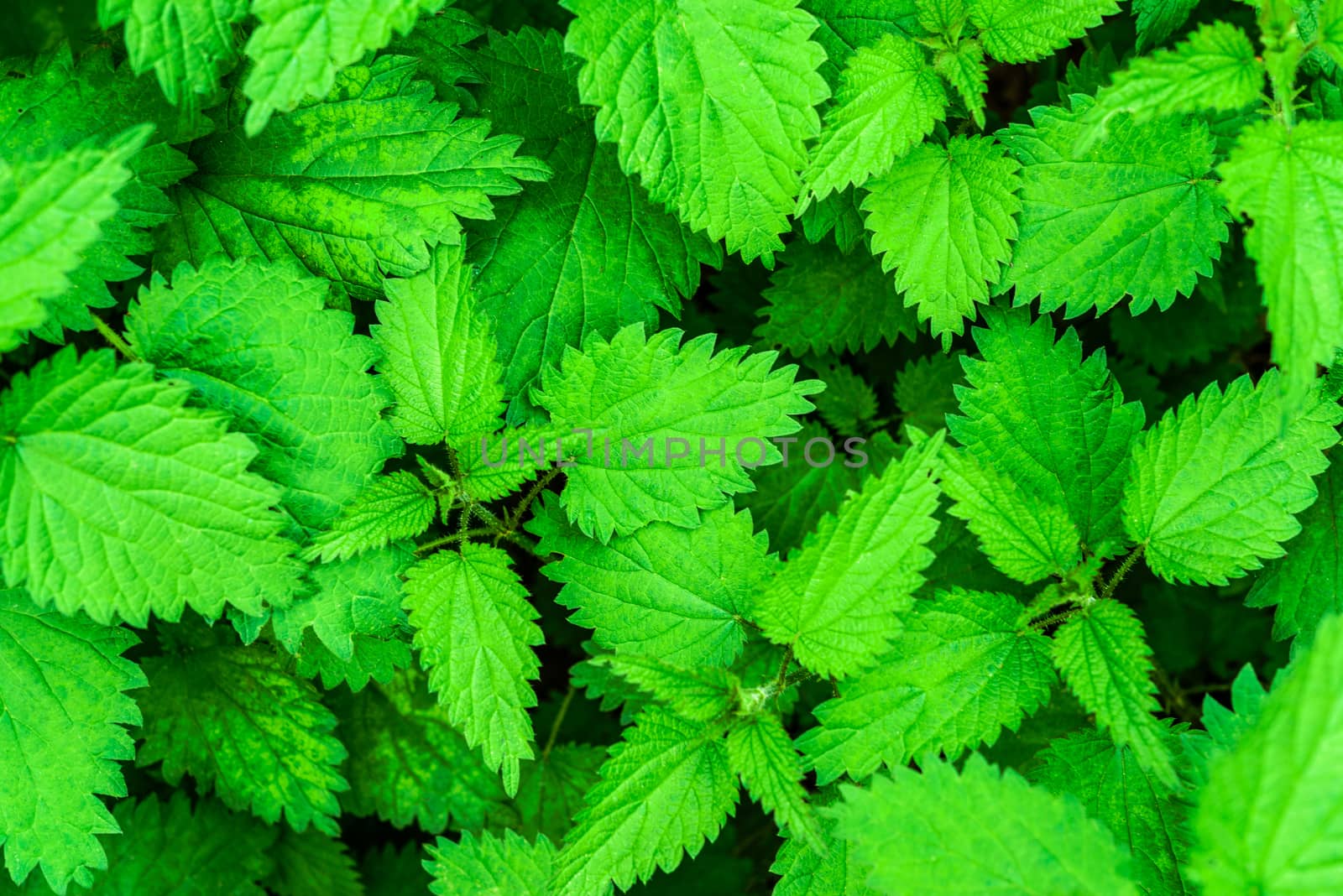 Young nettle in the garden by wdnet_studio