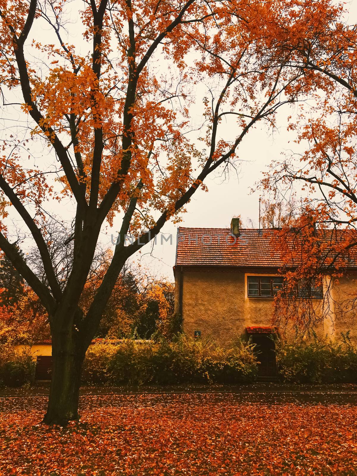 Autumn nature in park, fall leaves and trees outdoors, beautiful season