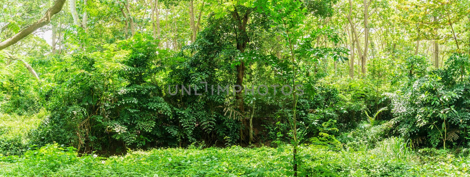 Panoramic landscape of green jungle,Tropical rain forest jungle in Thailand