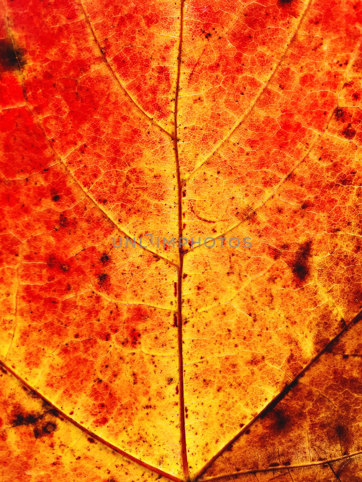 Close up photo of orange maple leaf. Fall season. Autumn red leaf.