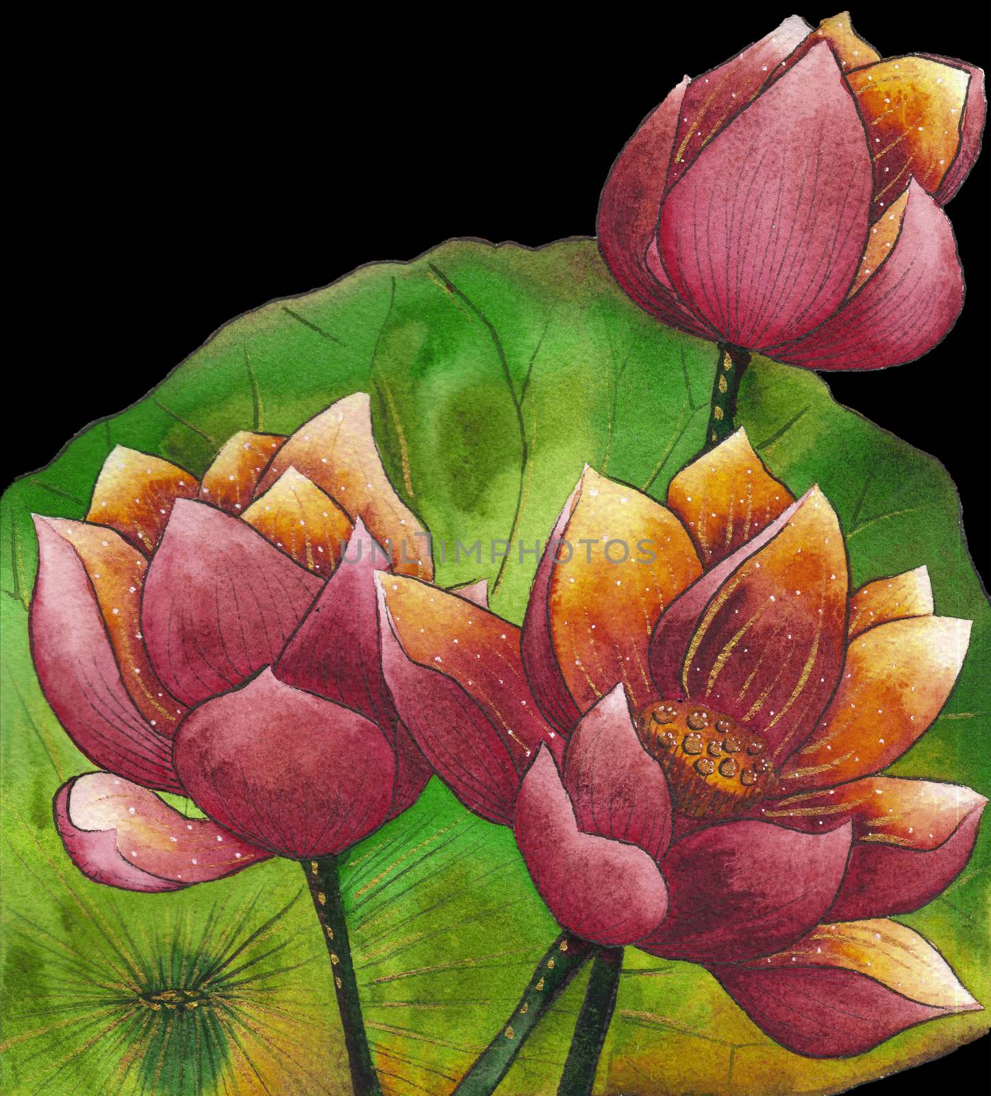 Watercolor painting illustration of blossom red lotus. Artistic floral abstract background by kimbo-bo