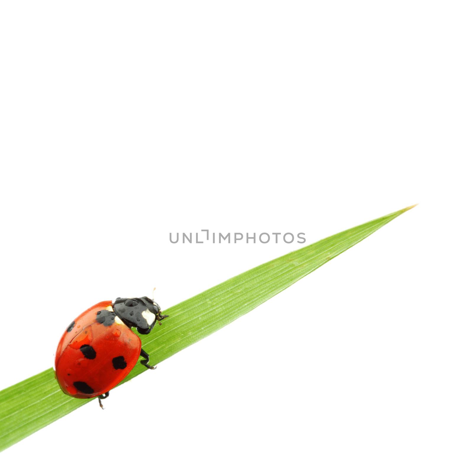 ladybug on grass by Yellowj