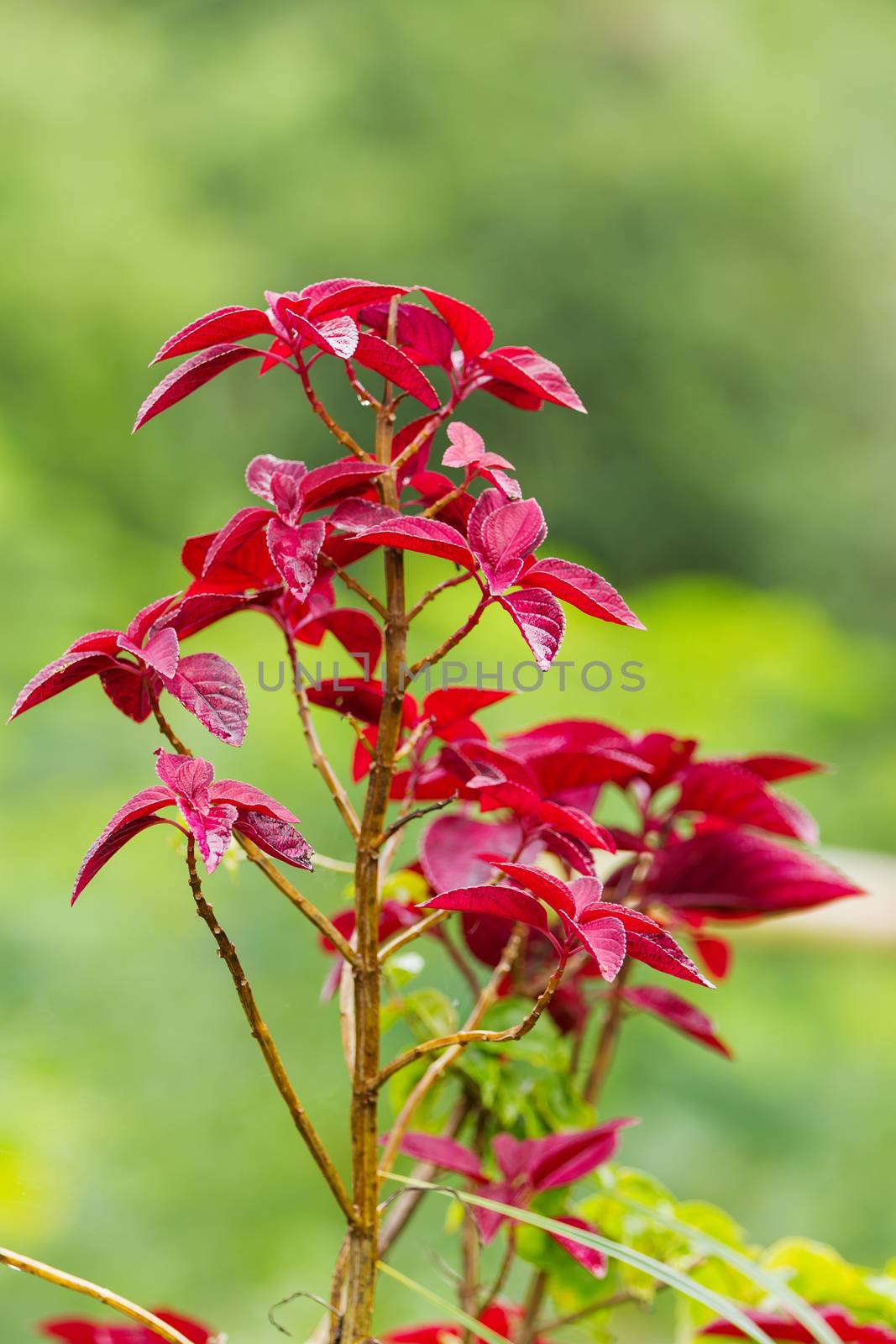 Coleus, genus of flowering plants in the family Lamiaceae. Bali, Indonesia.