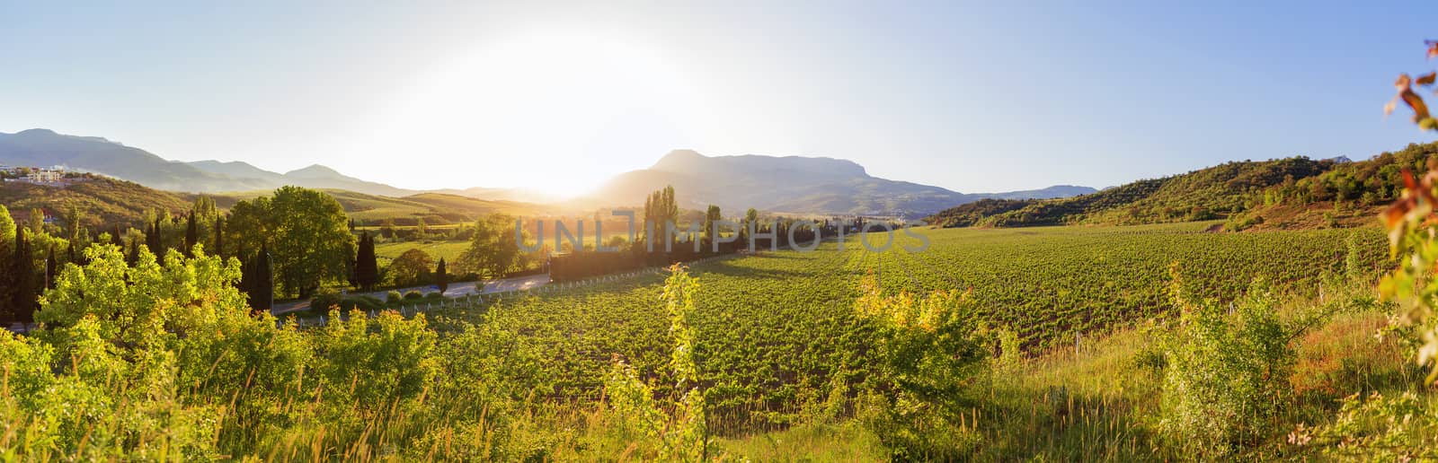 Large panorama view on vineyards near Alushta. Summer sunset with clear blue sky. Crimea, Russia.