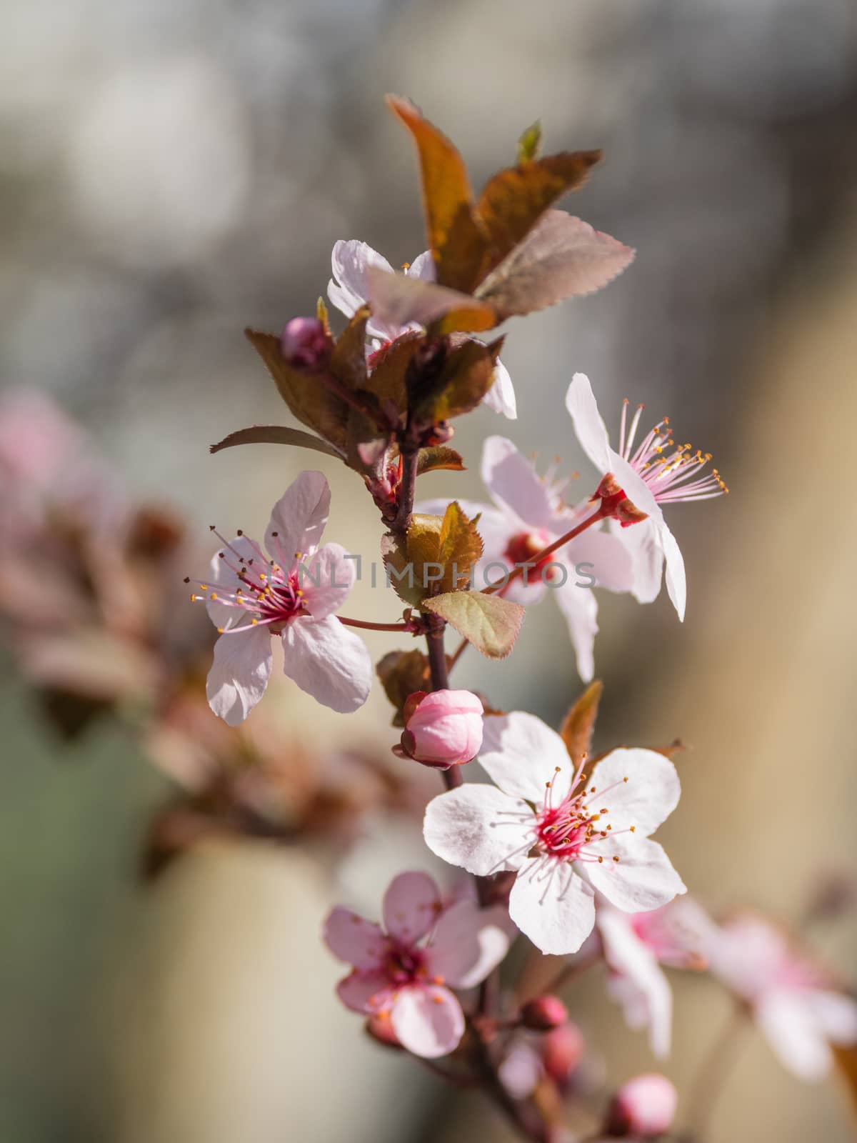 Blooming cherry tree. Beautiful white flowers on natural background. Sunny spring day. by aksenovko