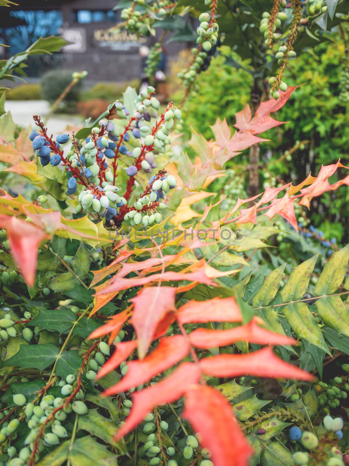 Mahonia aquifolium or Oregon grape. Blue berries with bright green and red leaves. by aksenovko