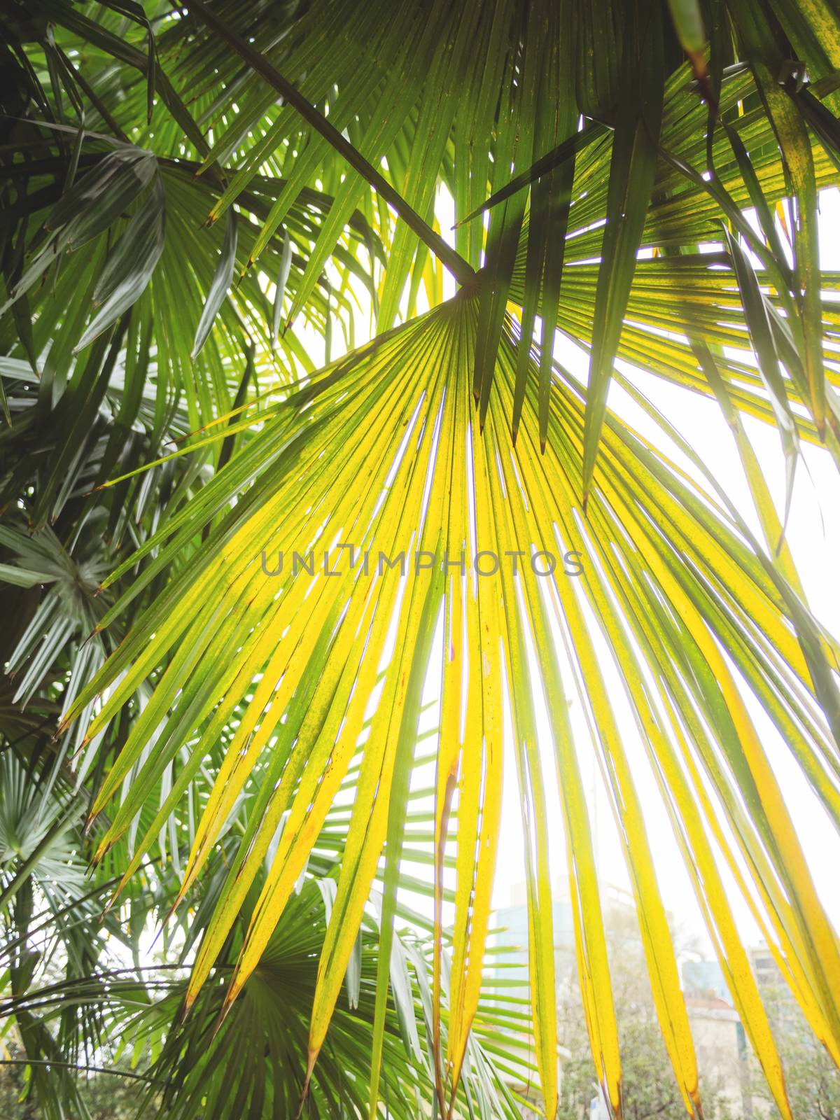 Sun shines on palm tree leaves. Tropical tree with fresh green foliage.