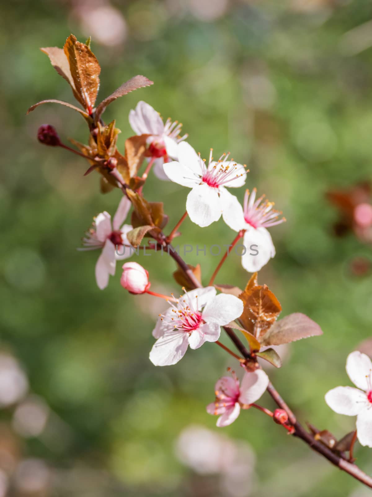 Blooming cherry tree. Beautiful white flowers on green natural background. Sunny spring day. by aksenovko