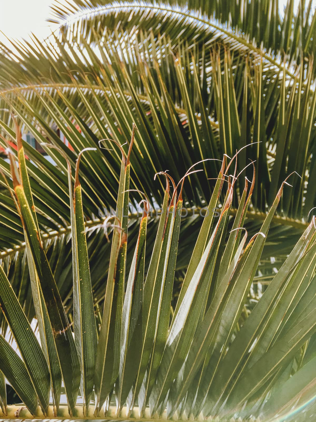 Sun is shining through palm tree leaves. Retro toned photo of tropical tree foliage in sunny day.