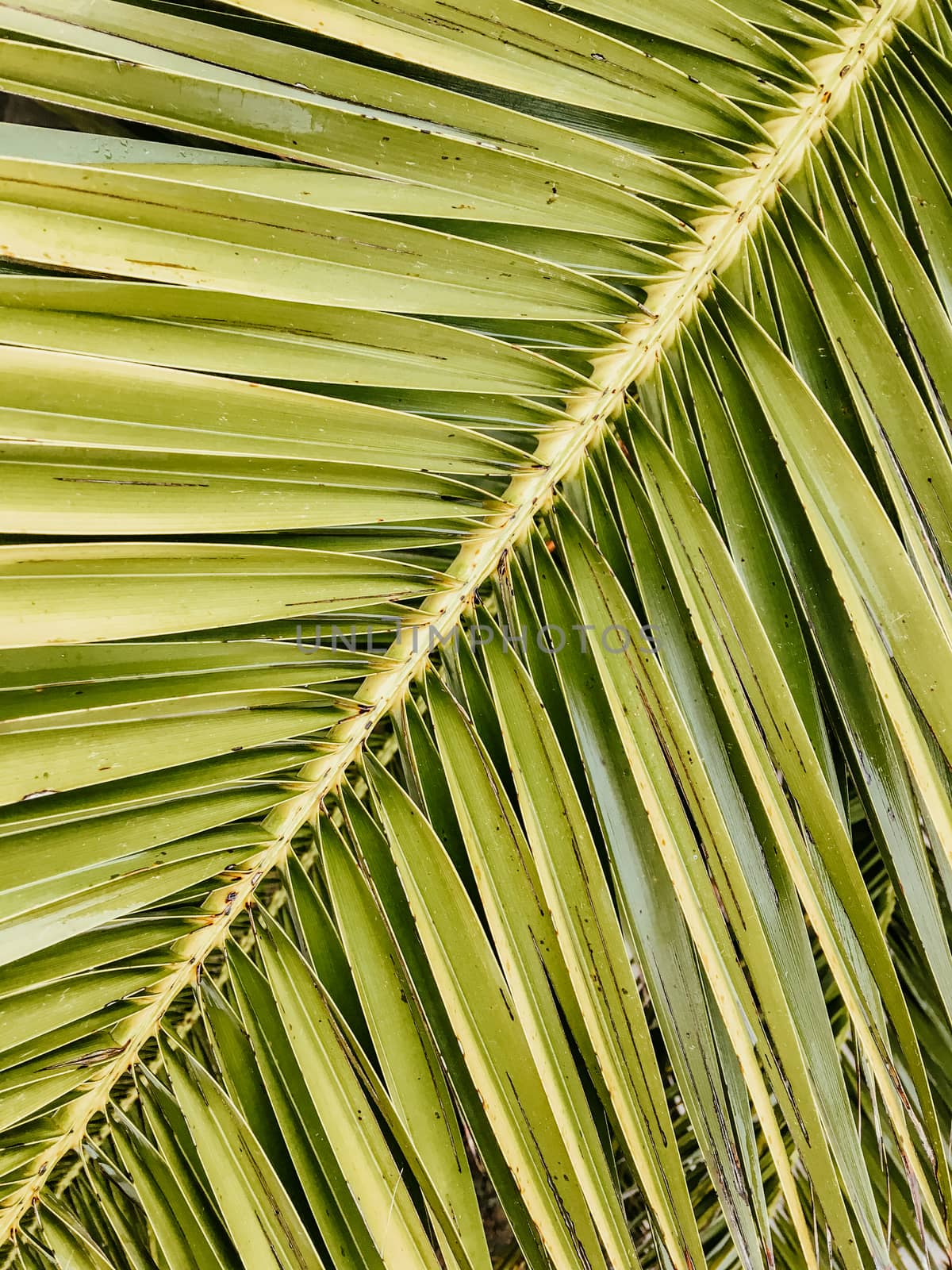 Diagonal composition of tropical palm tree leaf.