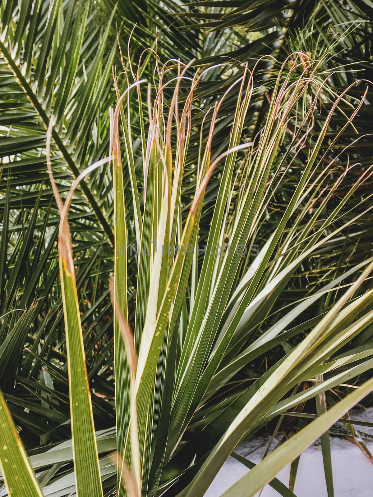 Sun is shining through palm tree leaves. Retro toned photo of tropical tree foliage in sunny day.