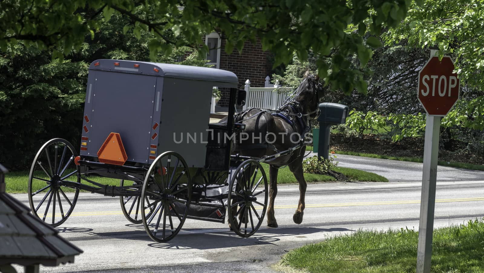 Amish Horse and Buggy Traveling on a Residential Road on a Summer Day