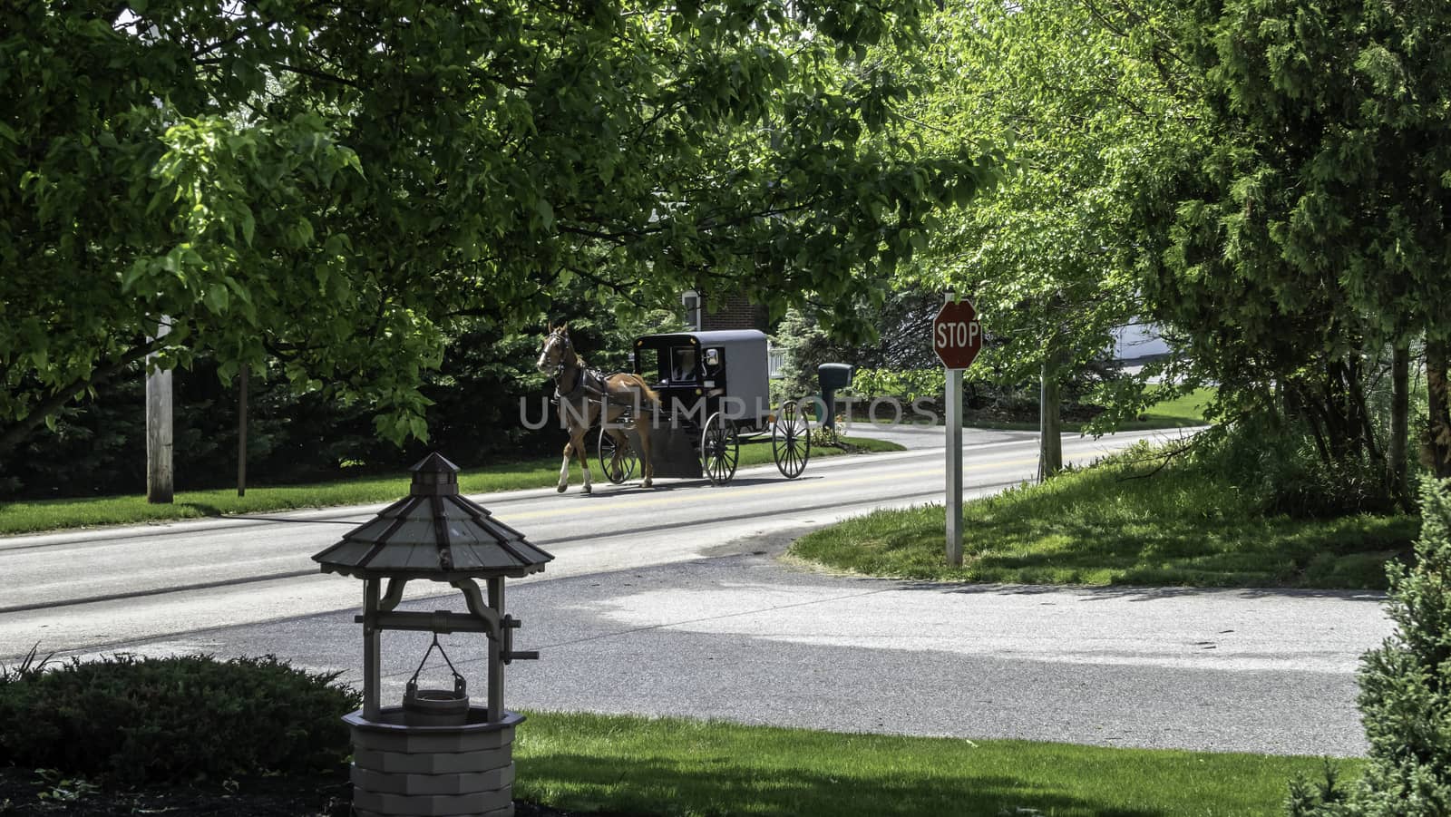 Amish Horse and Buggy Traveling on a Residential Road on a Summer Day