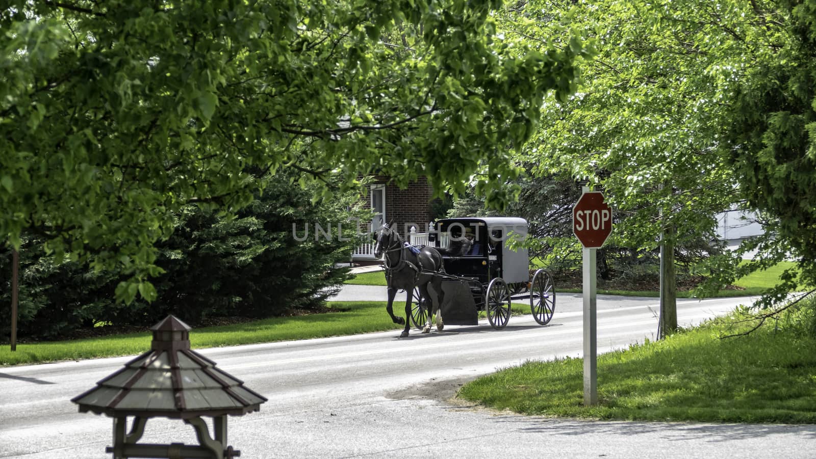 Amish Horse and Buggy Traveling on a Residential Road on a Summer Day