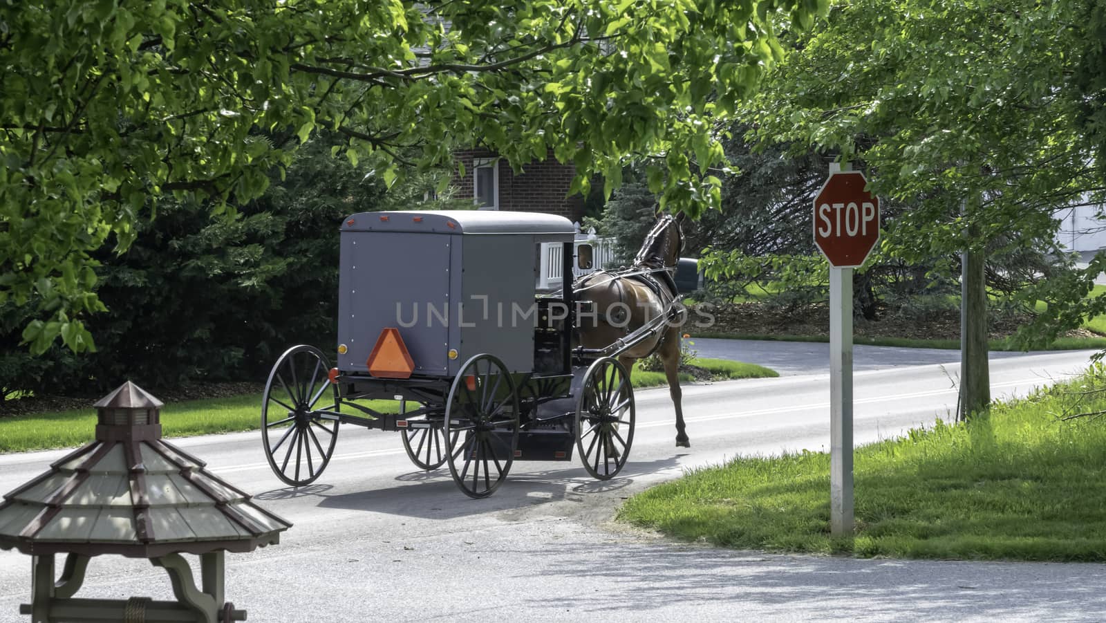 Amish Horse and Buggy Traveling on a Residential Road on a Summer Day