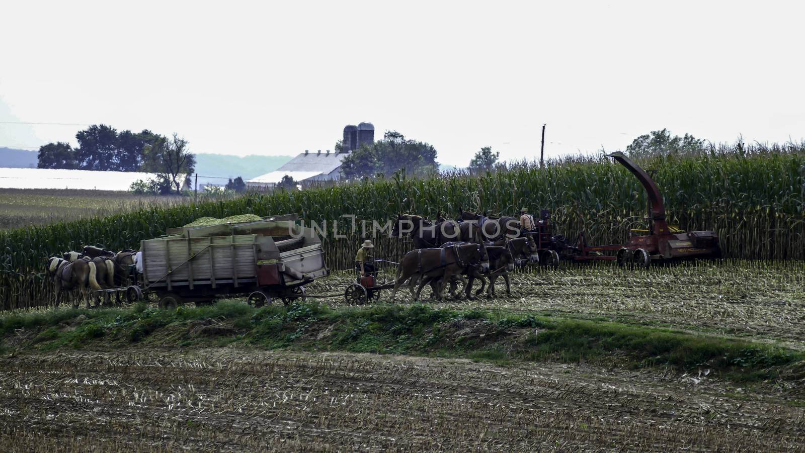 Amish Farmers Harvesting Their Crops on an Autumn Day with Teams of Horses