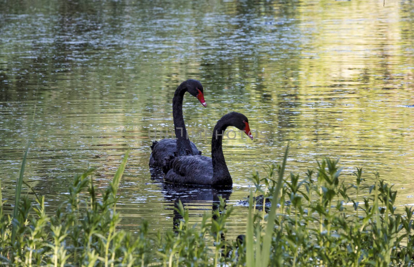 two black swan couple in a small pond in the forest during sunset