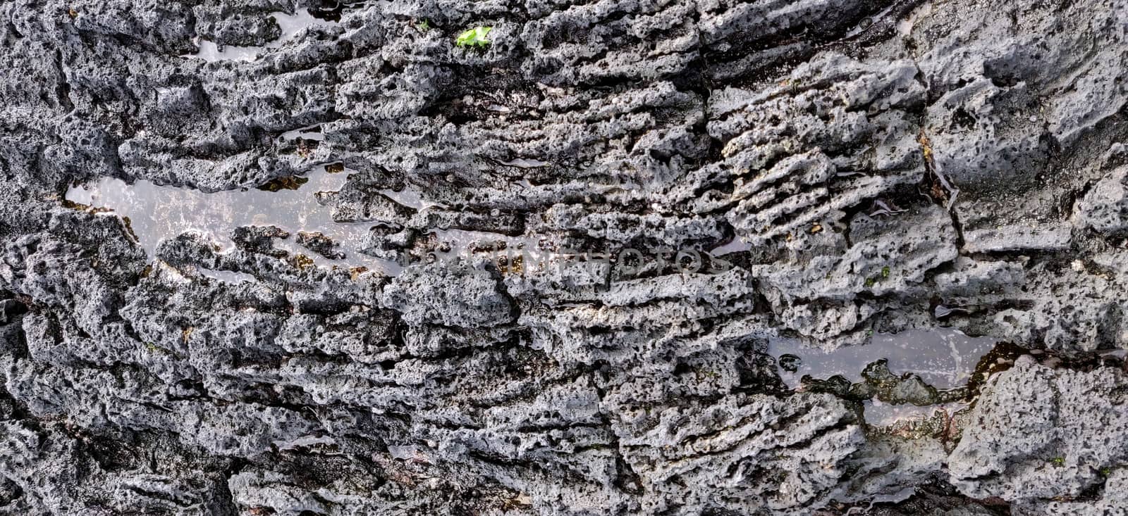 Macro shot of volcanic black rock on the Hyeopjae beach in jeju island, south korea by mshivangi92