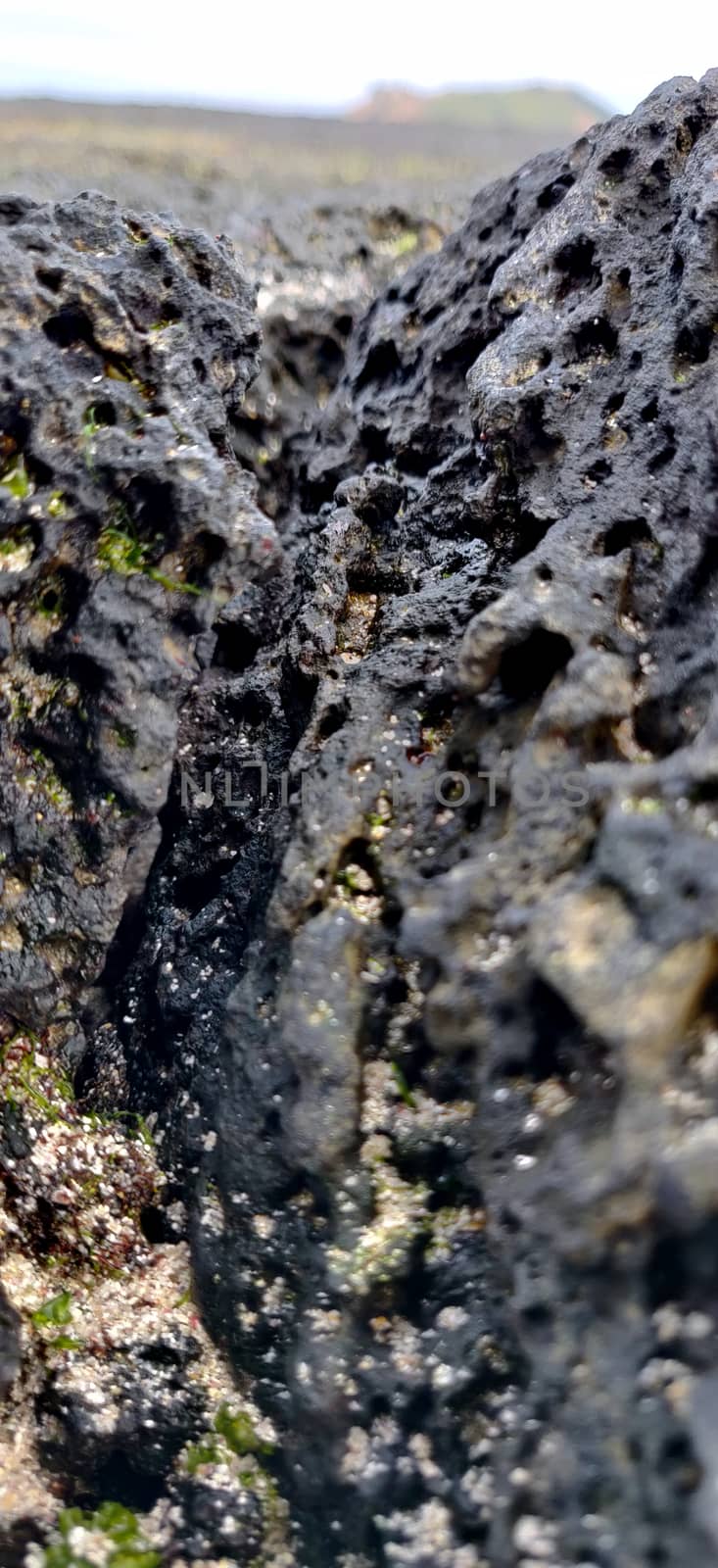 Macro shot of volcanic black rock and green algae by mshivangi92