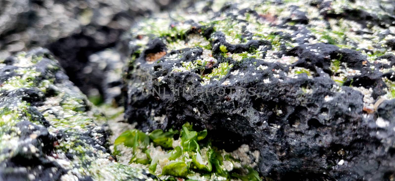 Macro shot of volcanic black rock and green algae on the hyeopjae beach while in vacation in jeju island, south korea