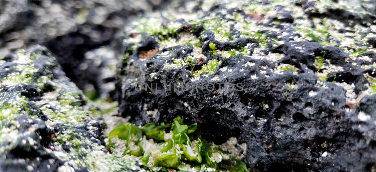 Macro shot of volcanic black rock on the hyeopjae beach by mshivangi92