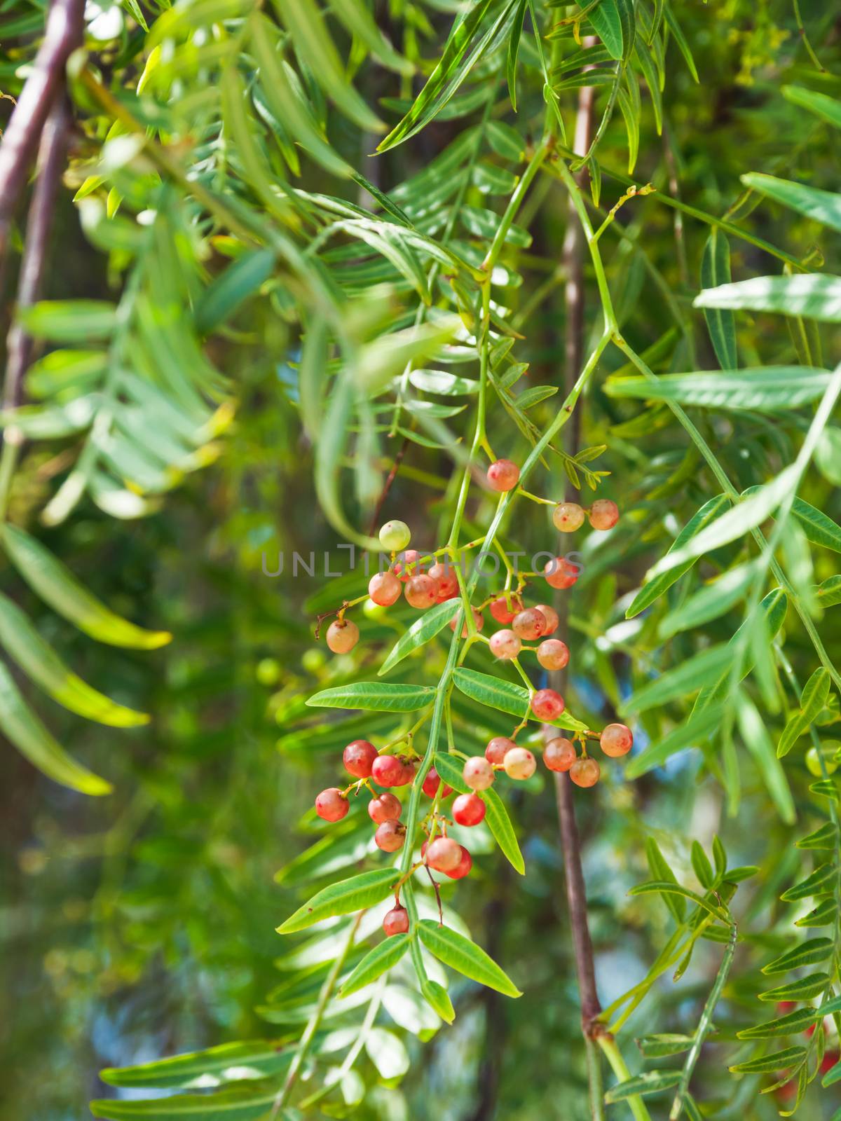 Pink peppercorn (baie rose, pink berry). Schinus molle or Peruvian peppertree. by aksenovko