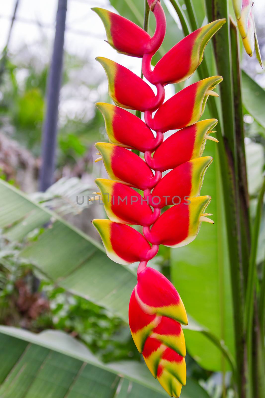 Lobster claw Heliconia. Natural background with exotic tropical flower. by aksenovko