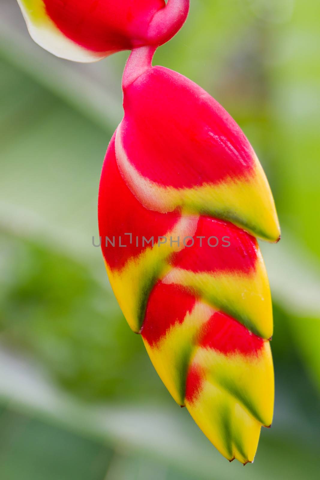 Lobster claw Heliconia. Natural background with exotic tropical flower. by aksenovko