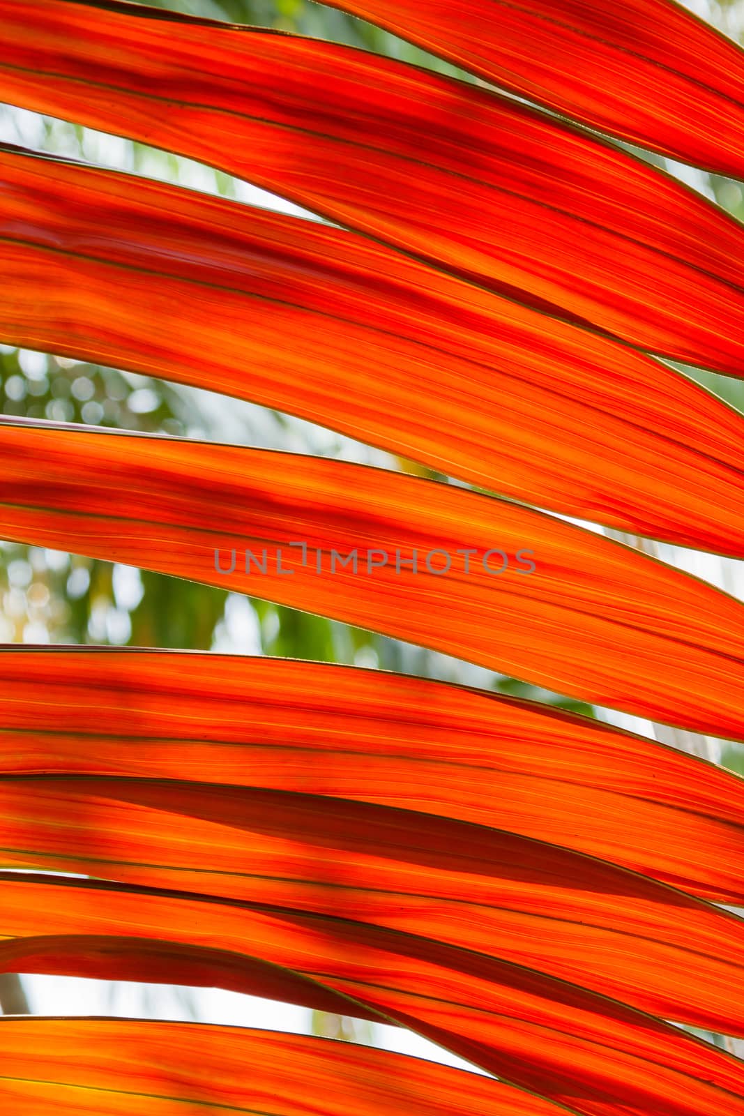 Texture of red leaf against the light. Abstract natural background. Soft focus. by aksenovko