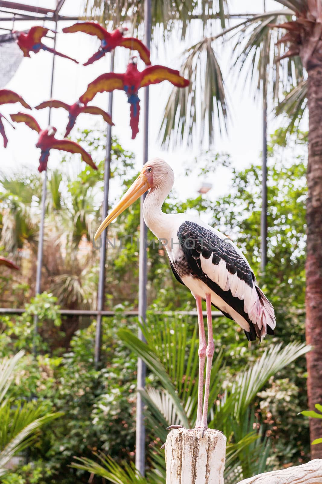 The milky stork (Mycteria cinerea). Big bird with yellow beak. Malaysia.