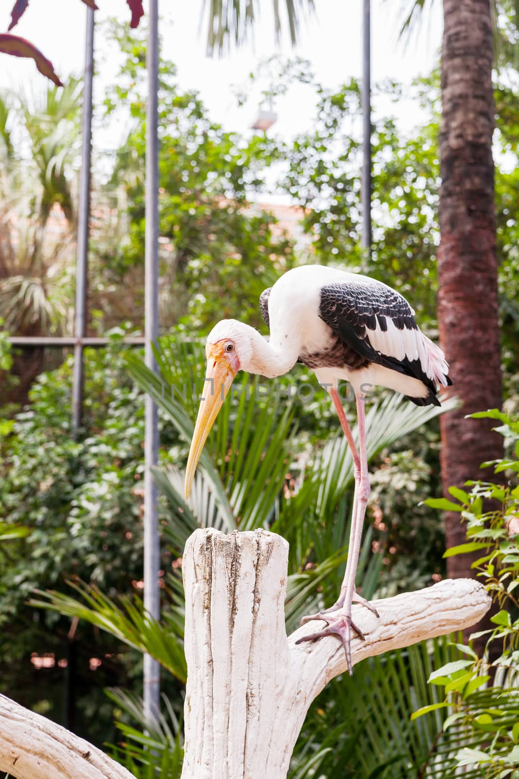 The milky stork (Mycteria cinerea). Big bird with yellow beak. Malaysia.