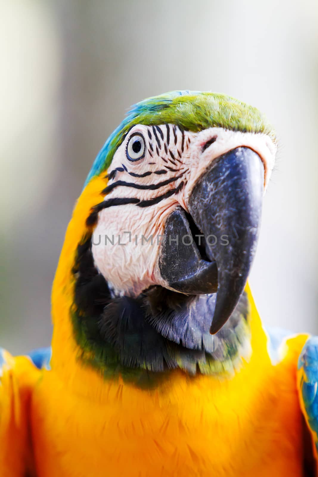 Blue-and-yellow macaw (Ara ararauna), big clever bright parrot.