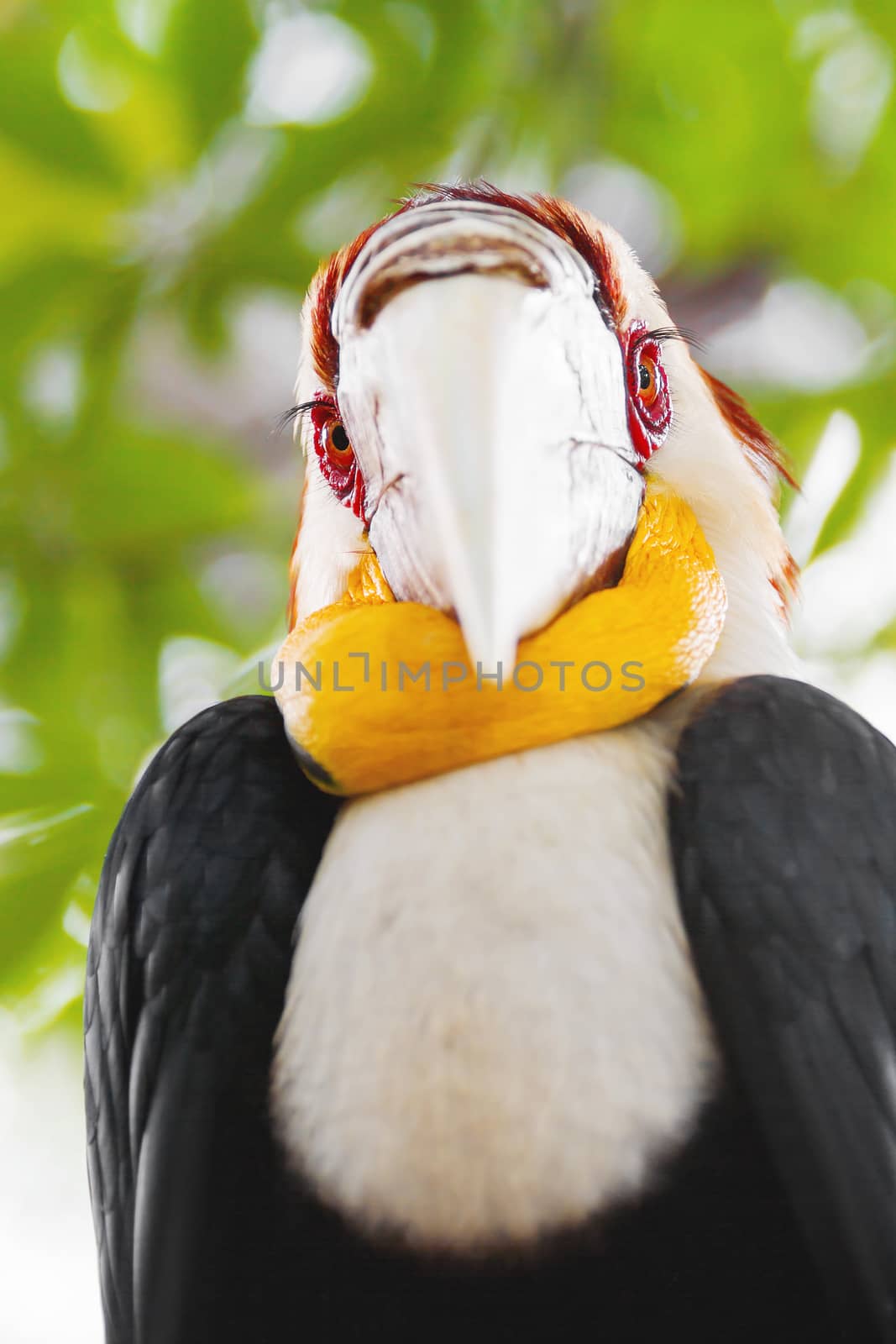 Wreathed hornbill (Rhyticeros undulatus) or the bar-pouched wreathed hornbill. Thailand.