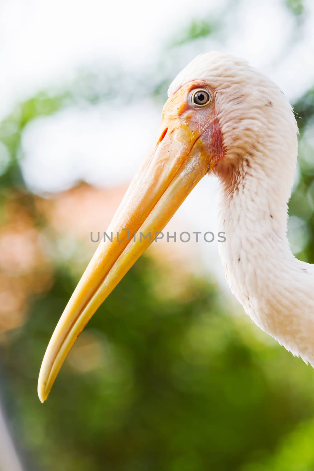 Portrait of Painted stork (Mycteria leucocephala). Thailand, Nong Nooch garden. by aksenovko