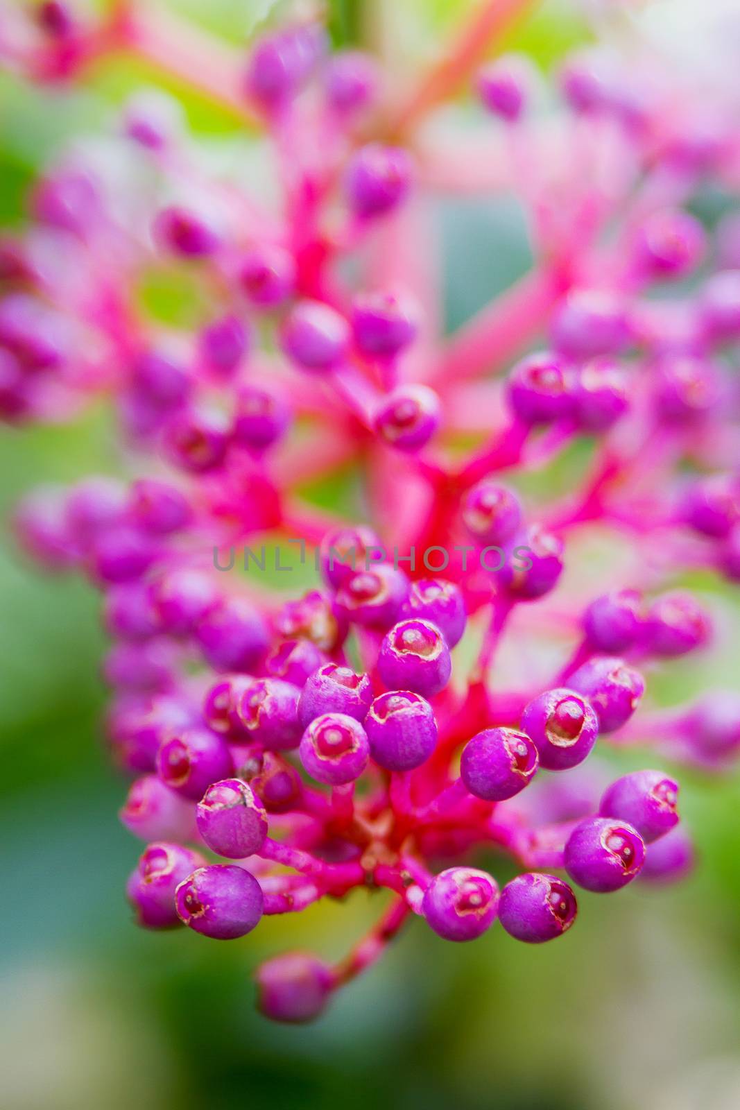 Medinilla schortechinii flower. Natural background of colorful buds. Nong Nooch garden, Pattaya, Thailand.