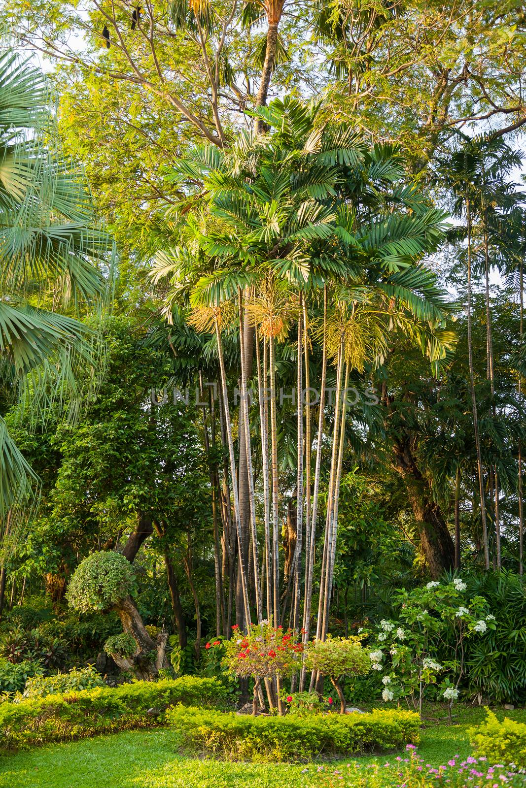 Ornamental plants and trees in the garden. Palmtrees and flowers. Bangkok, Thailand.