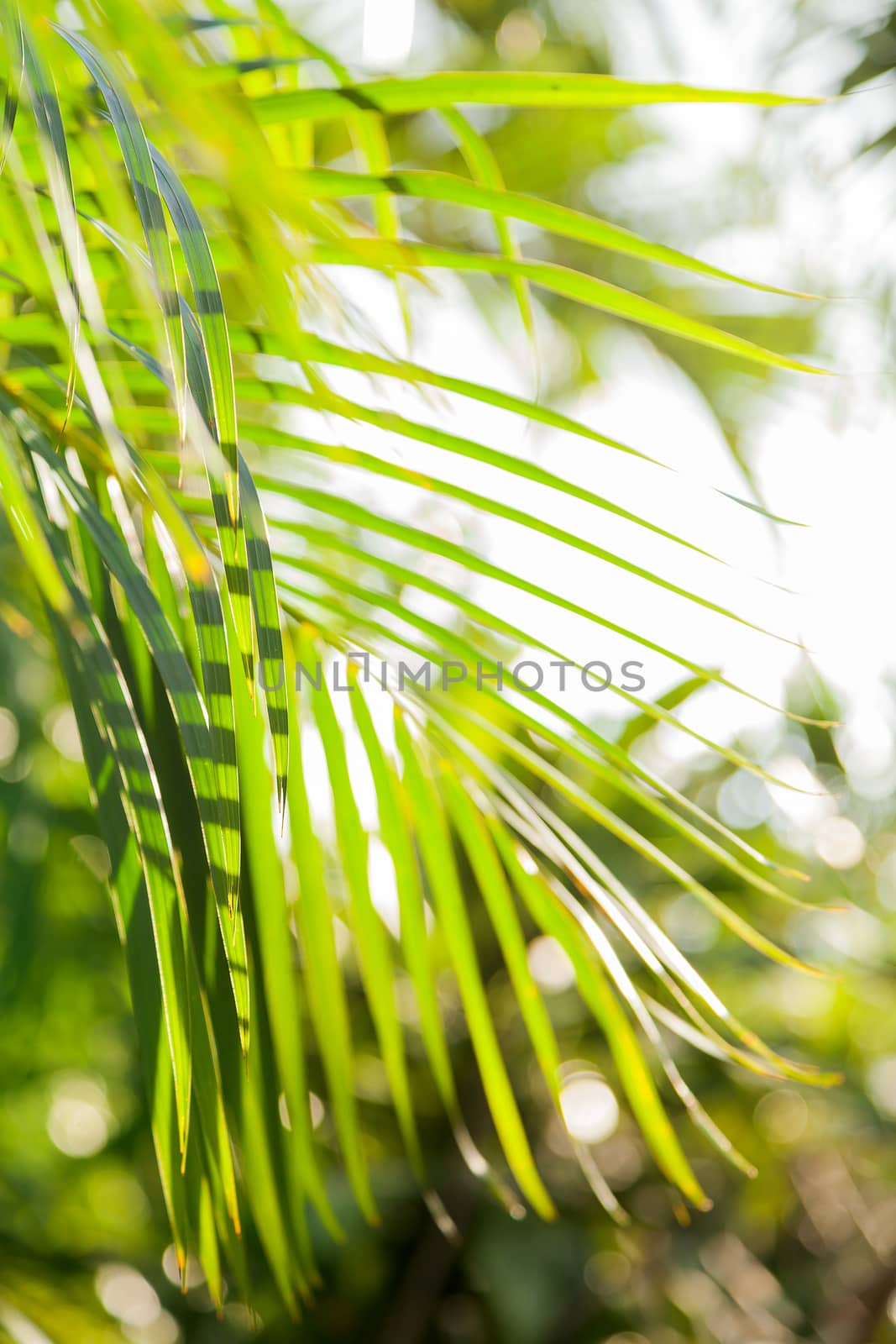 Natural background with palm tree leaves and sun reflection. Thailand. by aksenovko