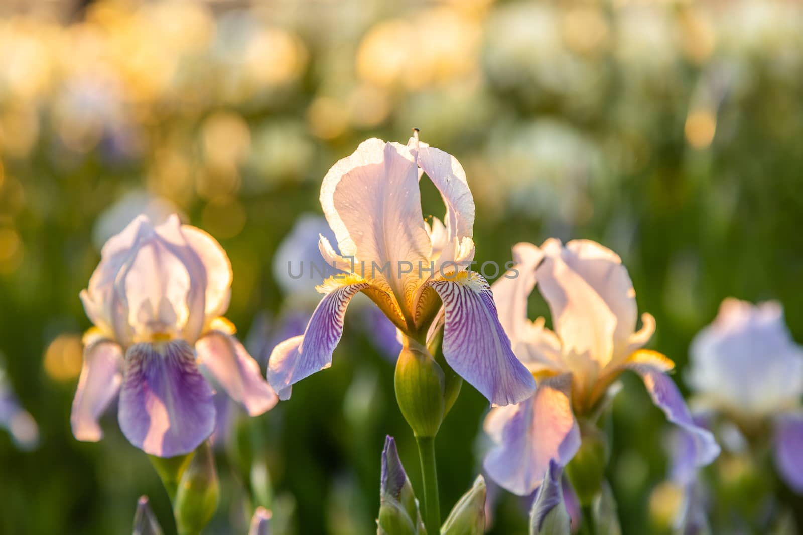 A lot of lilac irises flowers on the field in the sunlight