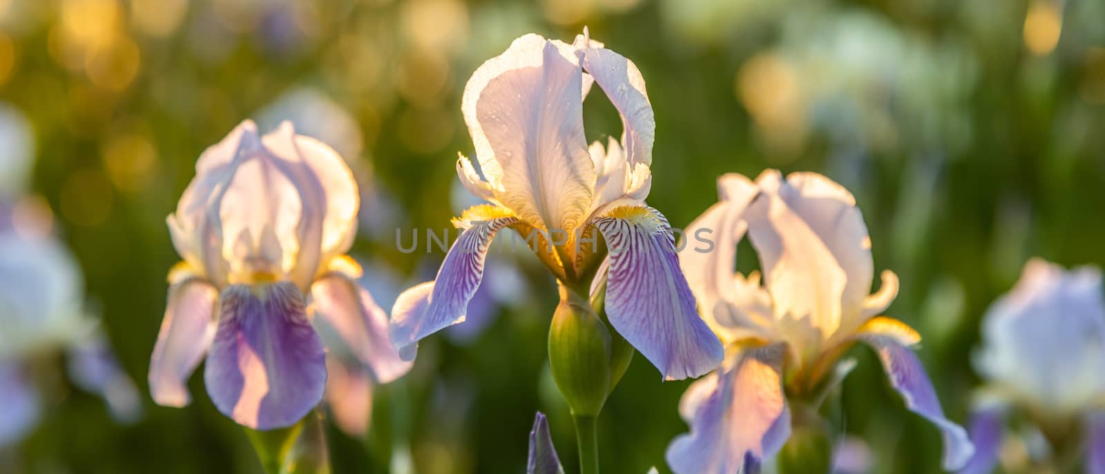 lilac irises flowers on the field in the sunlight by sveter