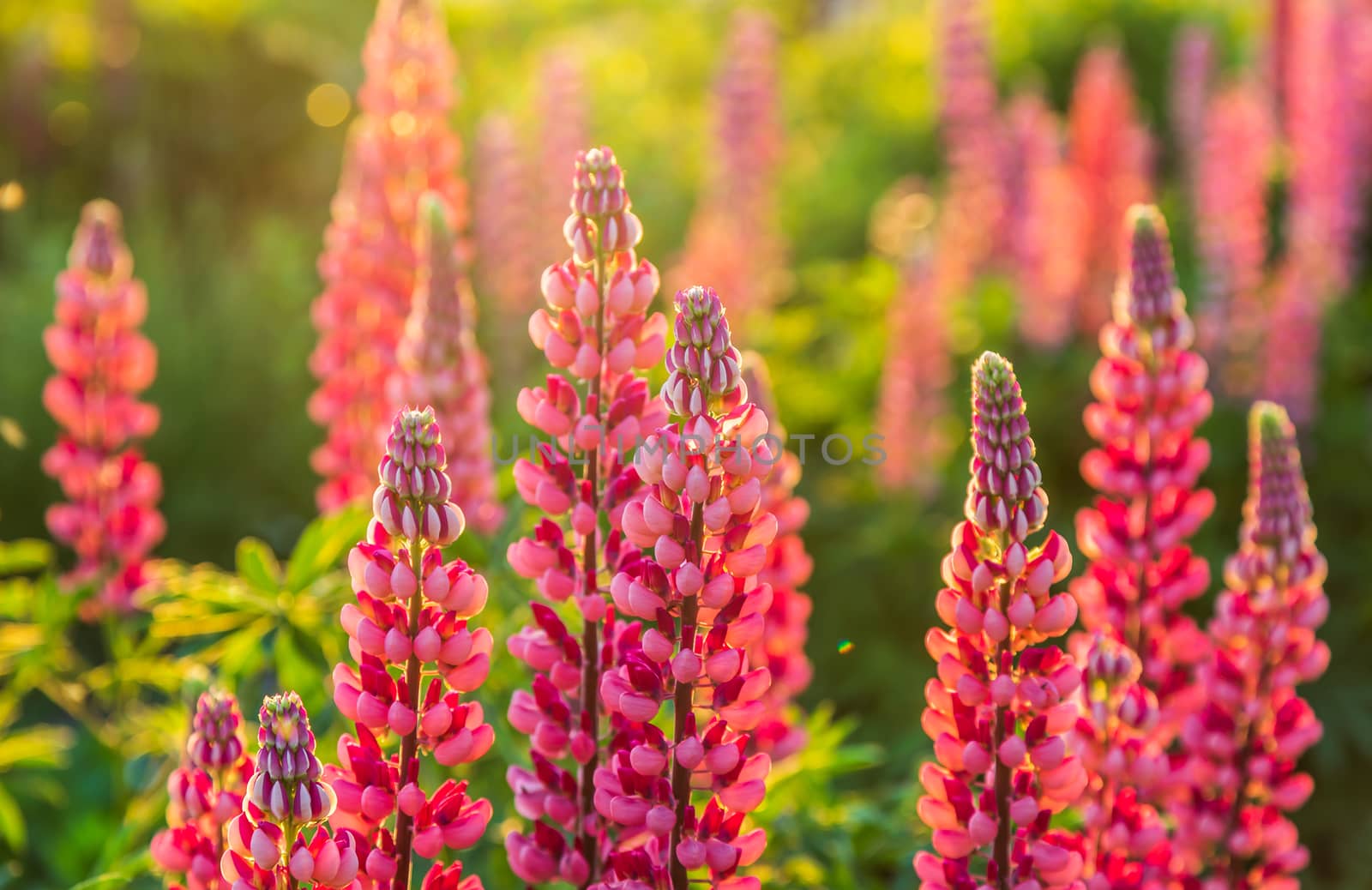 Wild pink lupine flowers in the sunlight