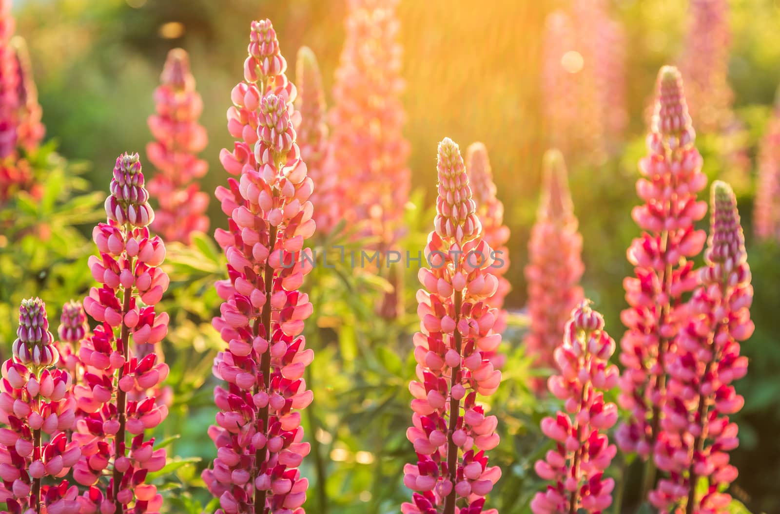 pink lupine flowers in the sunlight by sveter