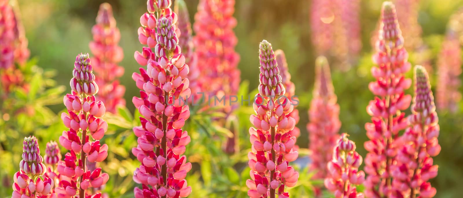 Wild pink lupine flowers in the sunlight