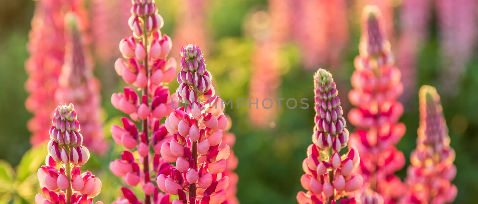 Wild pink lupine flowers in the sunlight