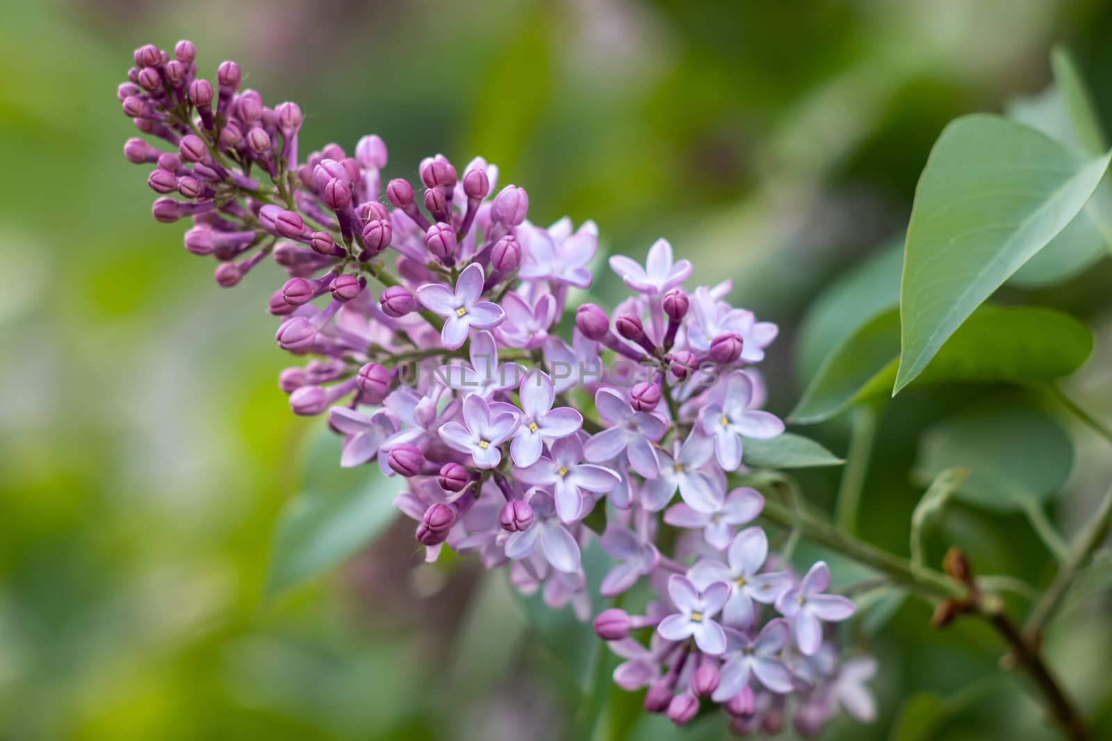 Purple lilac flowers blooming on a branch of a bush