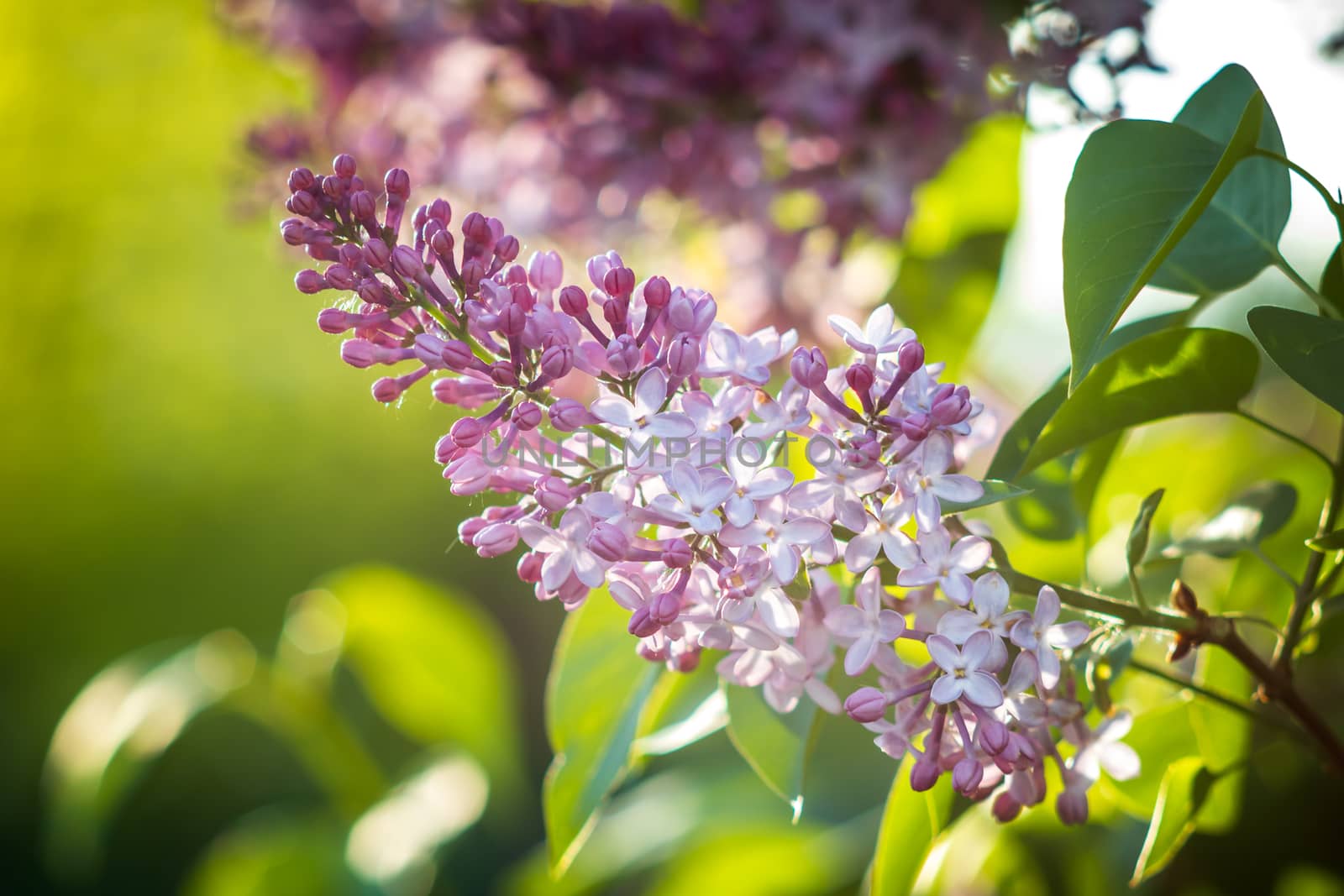 Purple lilac flowers blooming on a branch of a bush