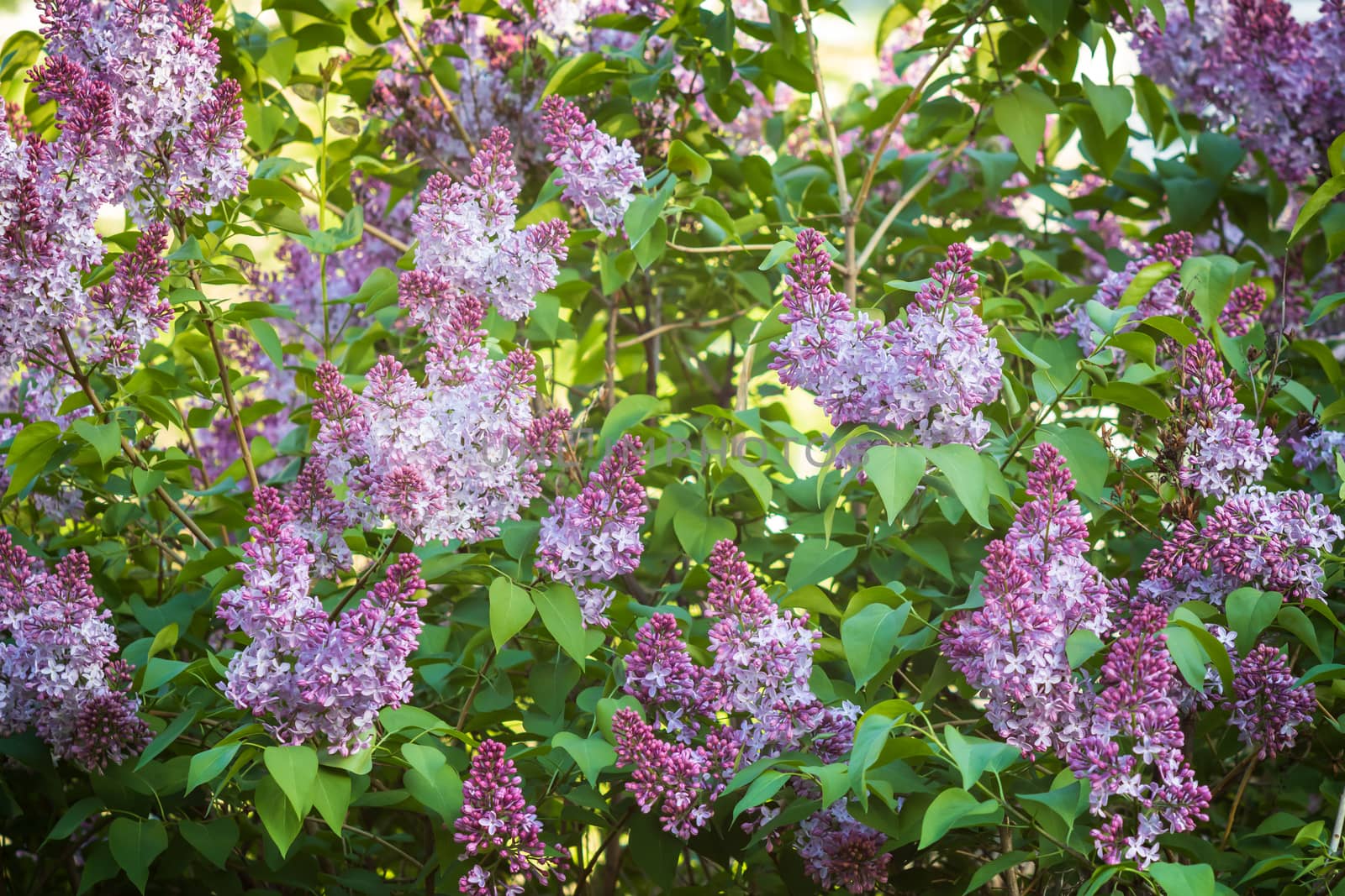 Purple lilac flowers blooming on a branch of a bush