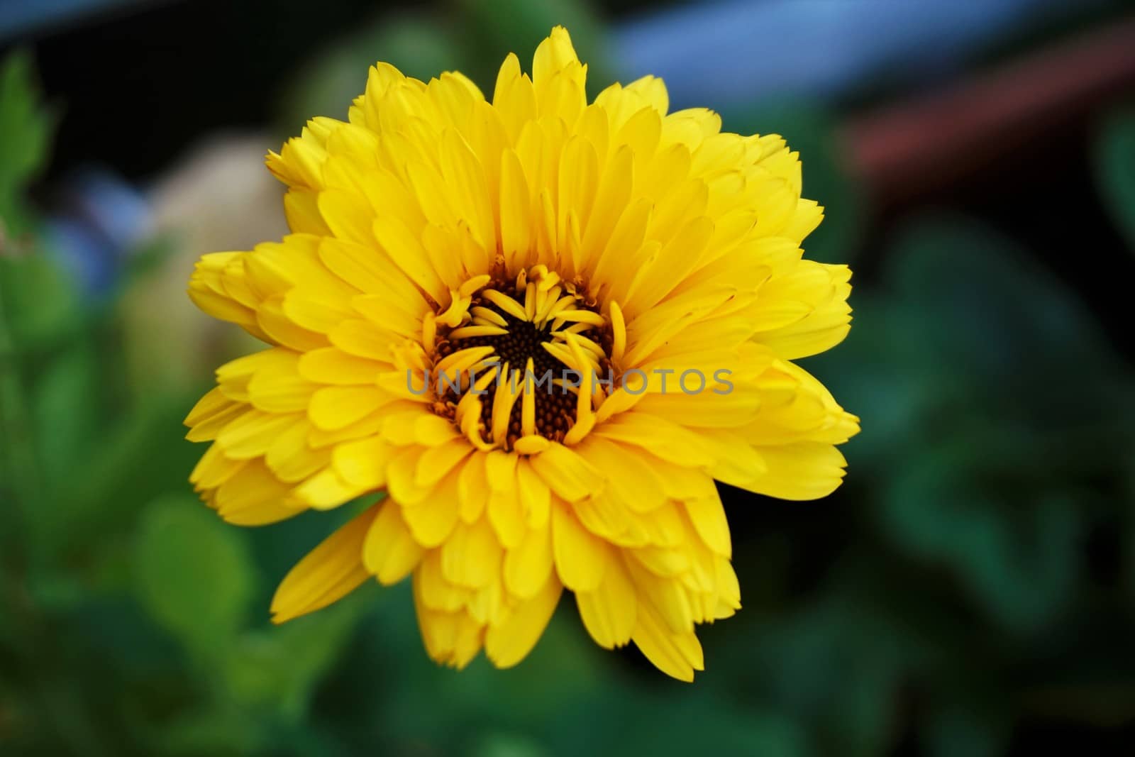 A yellow Calendula officinalis blossom in the garden by pisces2386