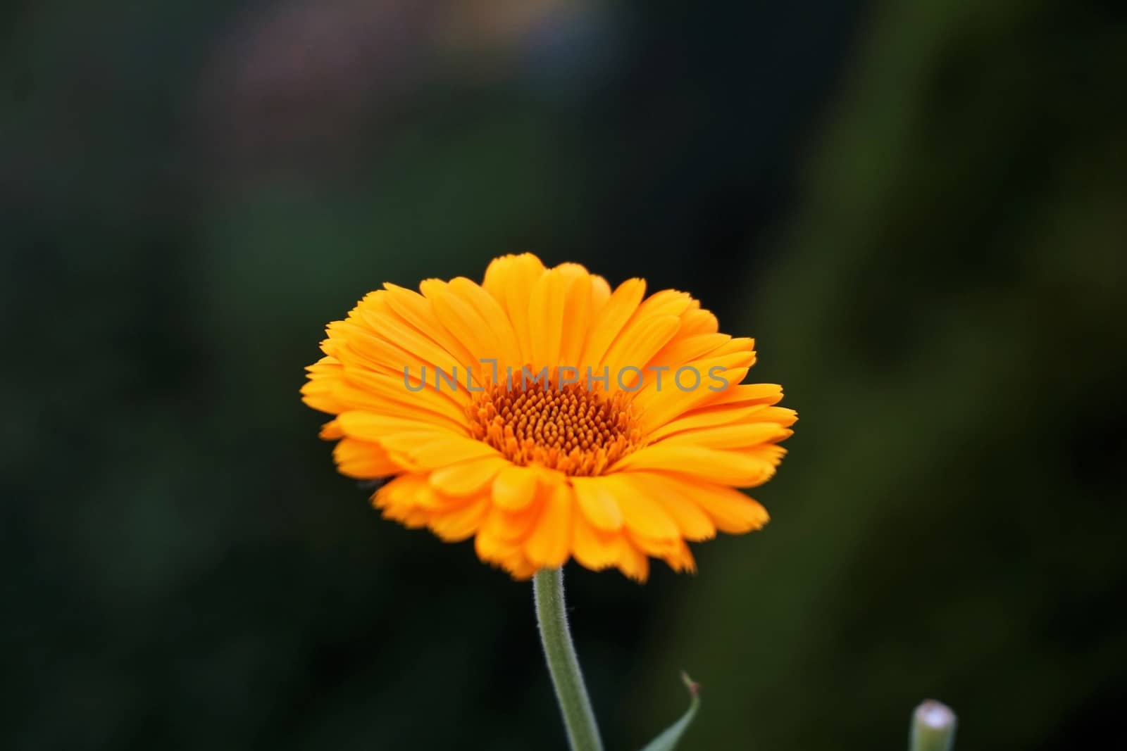 Single orange Calendula officinalis blossom in the garden by pisces2386