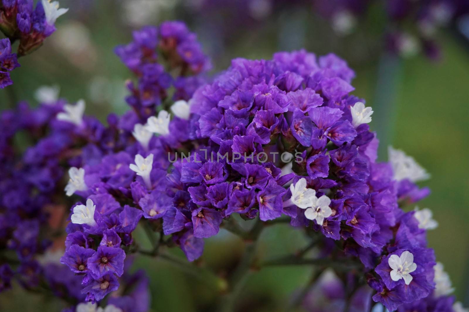 A close-up of beautiful purple sea-lavender blossoms spotted in the garden