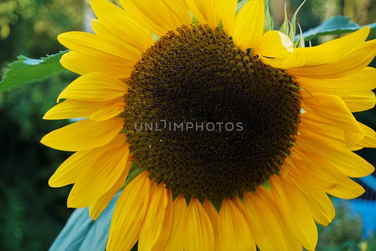 Close-up of a common sunflower blossom Heliantus annuus